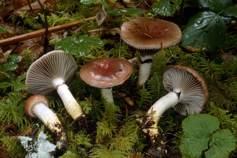 Gomphidius subroseus